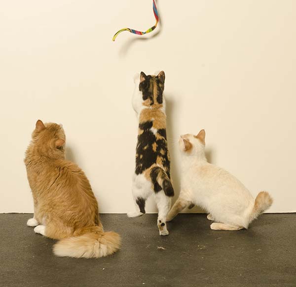 Three cats looking at a Cat dancer toy.