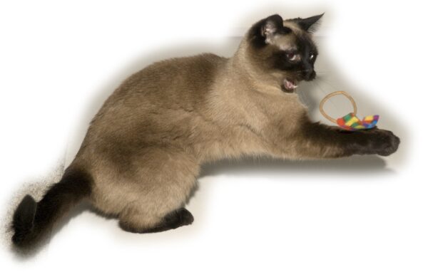 Cat playing with a Cat Dancer Ring Tail Toy.