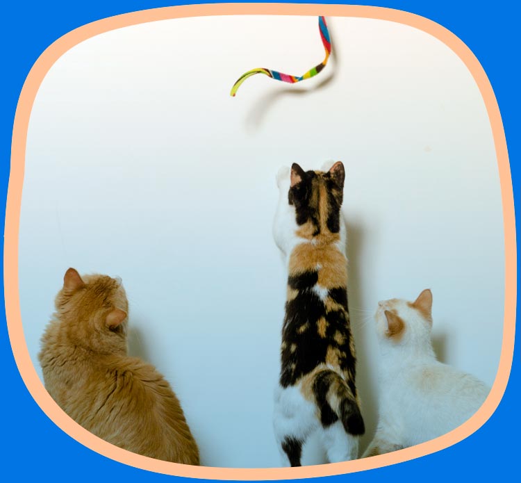Three cats playing with a cat charmer interactive cat toy.
