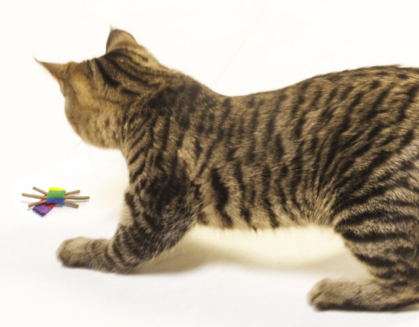 Cat Playing with a Cat Dancer Whisker Chaser cat toy.