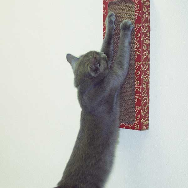 Cat scratching a Wall Scratcher cat toy.