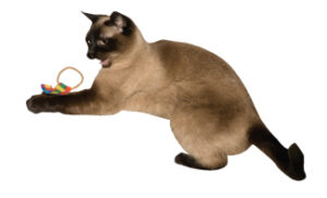 Cat playing with a Chaser cat toy.
