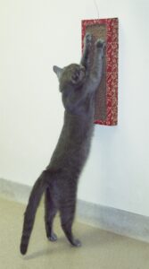 Cat playing with the Cat Dancer Wall Scratcher.