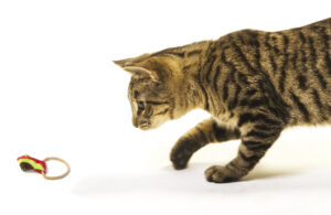 Cat looking at a Ring Tail Chasers cat toy.