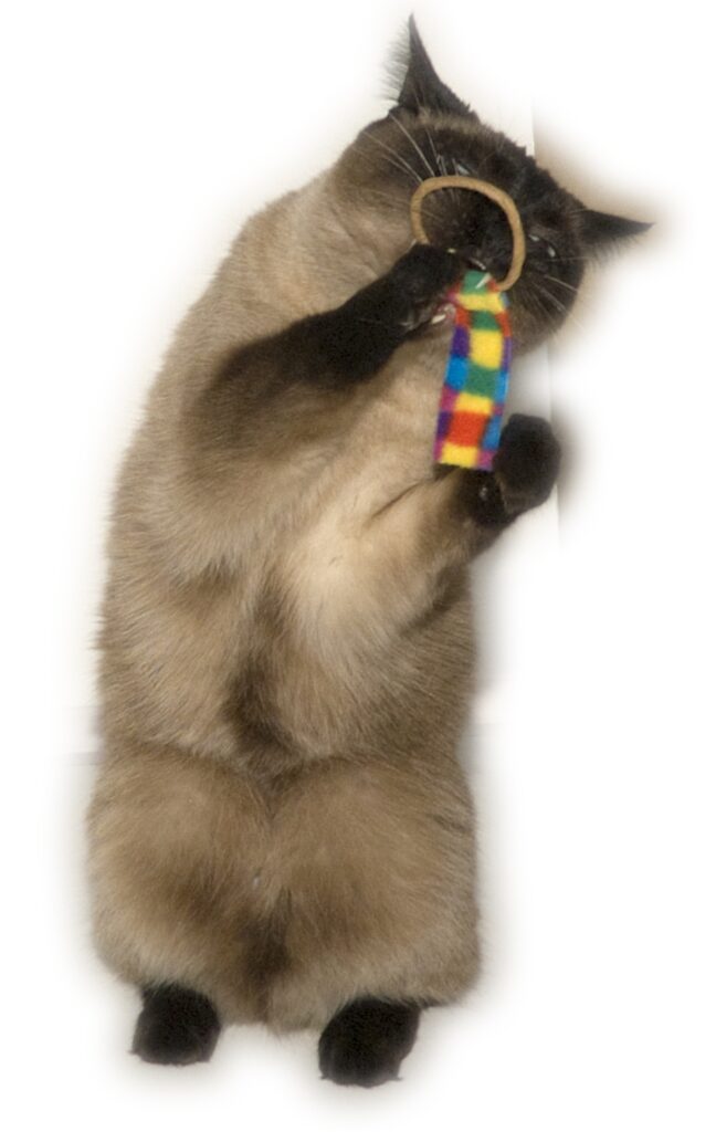 Cat biting a Ring Tail Chasers cat toy.