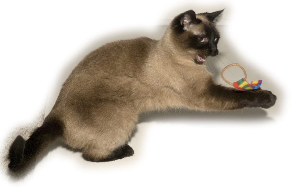 Cat holding a Ring Tail Chasers cat toy.