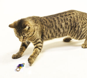 Cat playing with a Bow Tie Chaser cat toy.