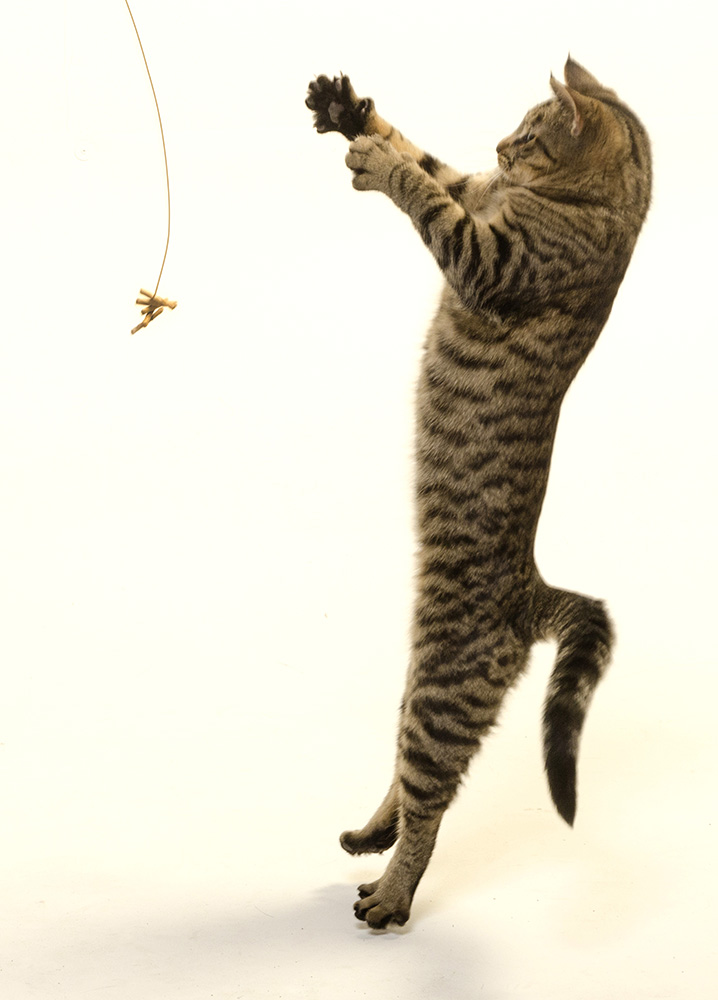 Cat leaping at a Cat Dancer cat toy.