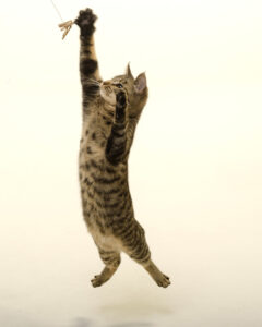 Cat jumping at a Cat Dancer cat toy.