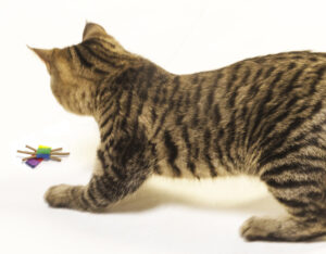 Cat playing with a Whisker Chasers cat toy.